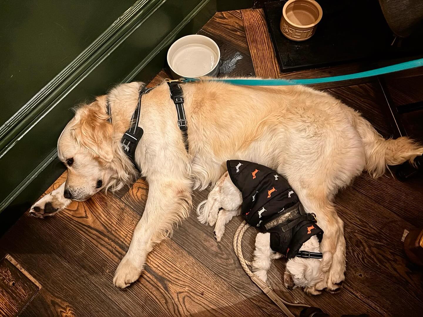 A terrier walks 12,000 steps for every 2,000 human steps so Betsy did about 120,000 steps yesterday. And Bruce had a run on top so he probably did the same.